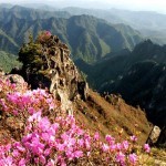 Azaleas on Piro Peak - DPRK