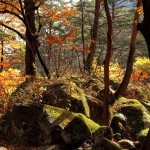 Mossy Rocks - DPRK