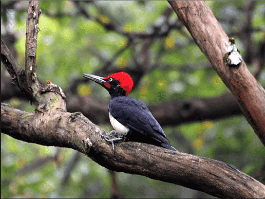 White-bellied Black Woodpecker, Asset of Korea