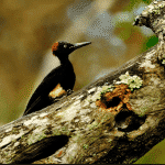 White-bellied Black Woodpecker, Asset of Korea